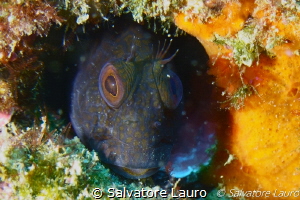 Nice benny taken in shallow water by Salvatore Lauro 